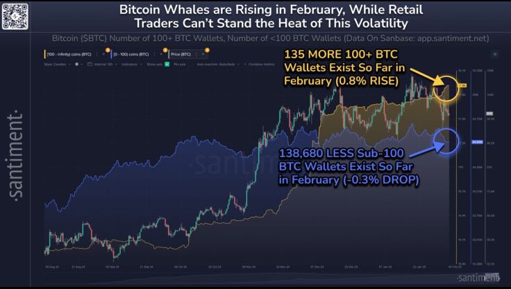 Bitcoin whales chart